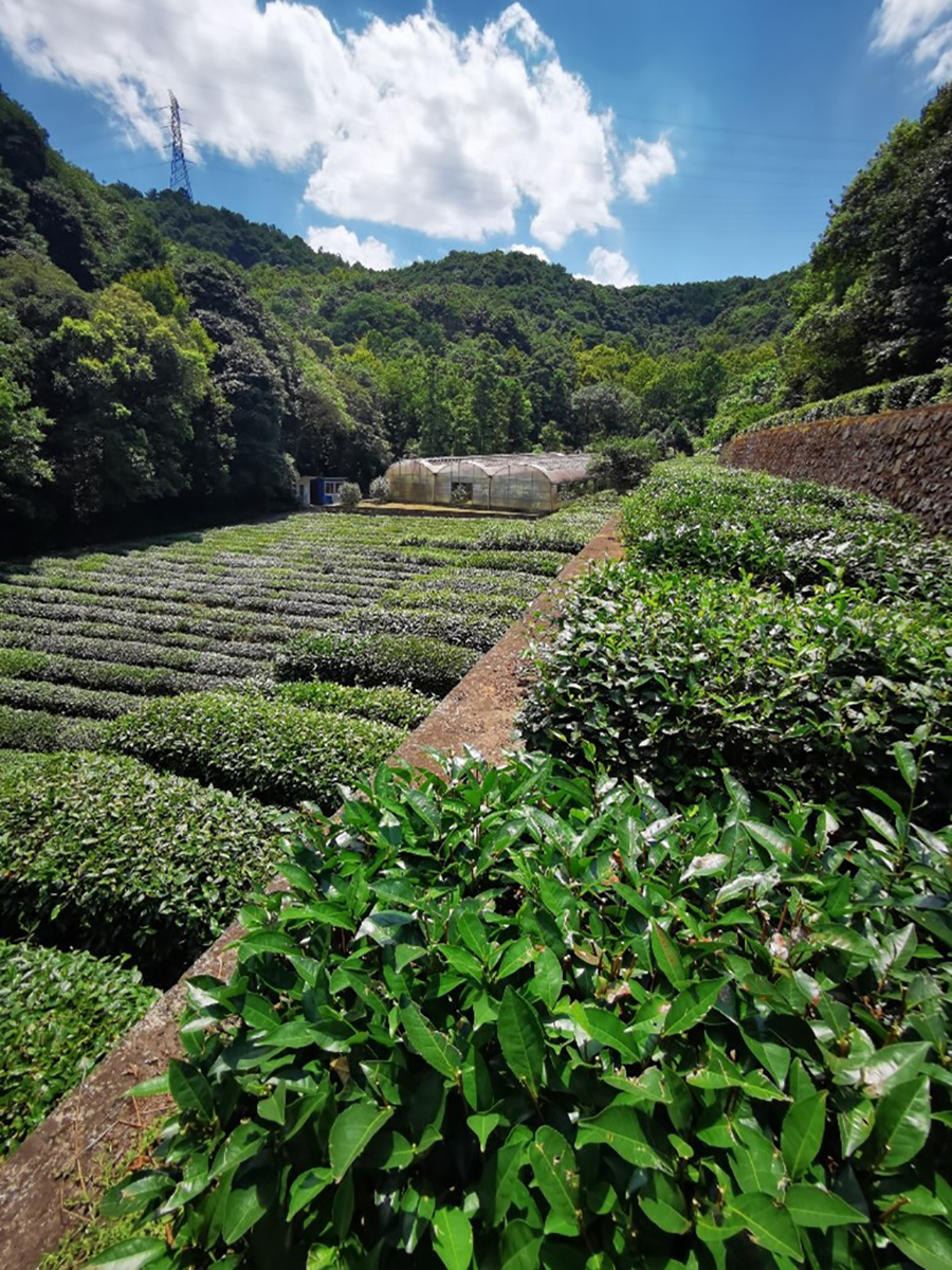 杭州茶叶综合试验基地3.jpg