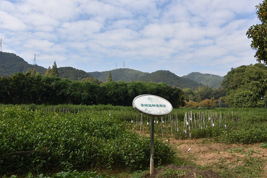 杭州茶叶综合试验基地6.jpg