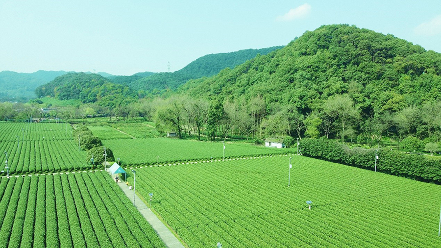 杭州茶叶综合试验基地1.jpg