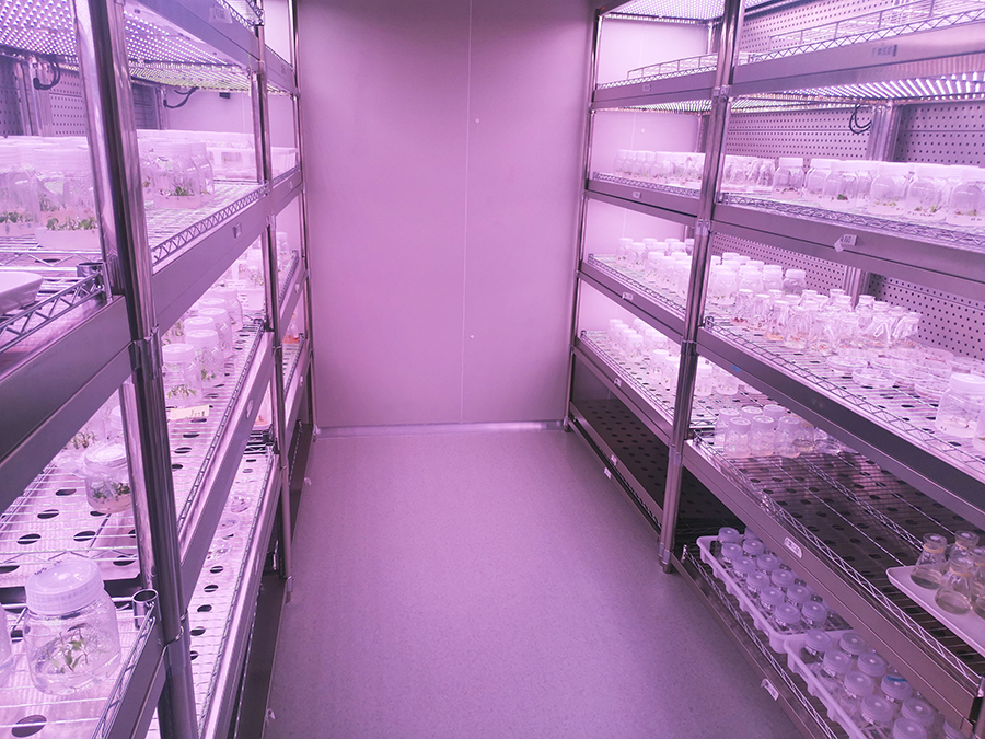 茶树生物育种实验室1.jpg