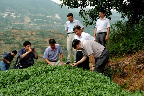 陈宗懋院士在安溪县虎邱镇生态茶园指导茶叶生产
