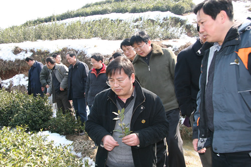 杨亚军所长,陈直书记与专家一道,深入茶园,考察灾情