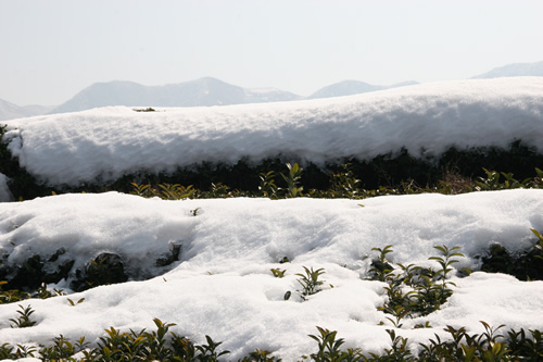 雪层如絮，短时难以消融