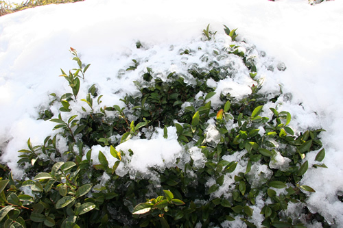 冰雪长时覆盖，加重茶树冻害