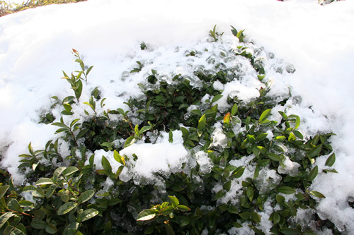 冰雪长时覆盖,加重茶树冻害