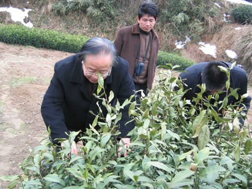 许允文研究员（左）察看茶树受冻情况